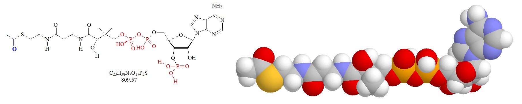 Acetyl-coenzyme A (AcCoA)